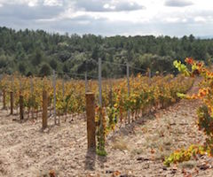 Los jabalíes causan daños en viñas de Vilafamés, Cabanes y Benlloch